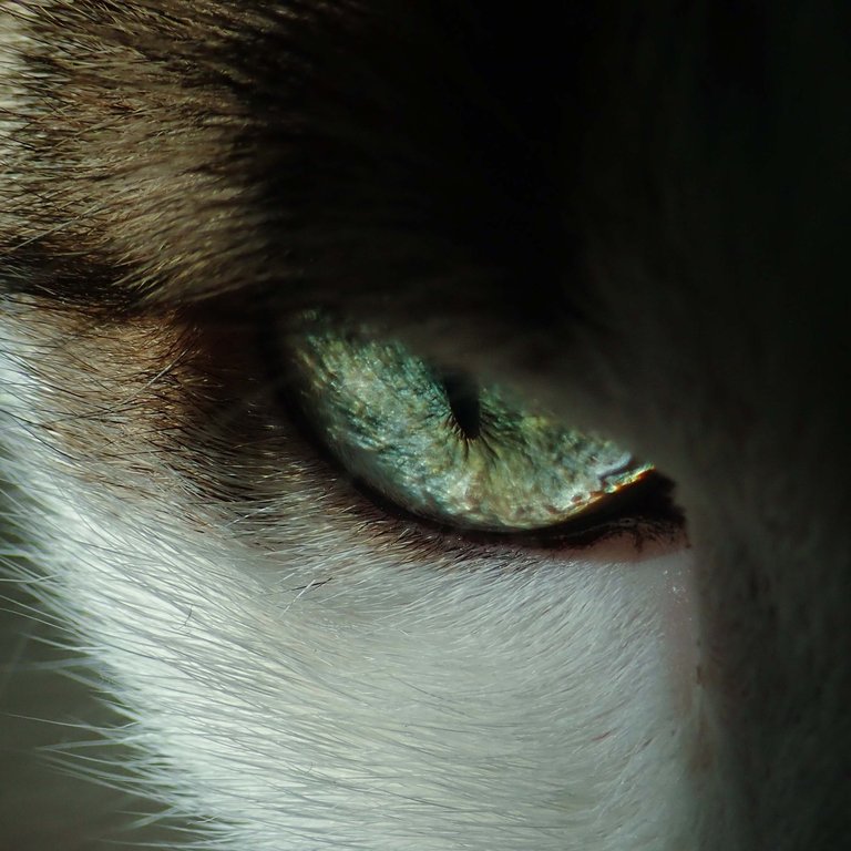 close-up-photo-of-cat-s-eye-3324591.jpg